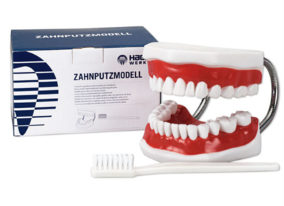 Toothbrushing Model